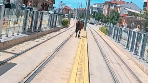 Eskişehir’de tramvay raylarında başıboş at şaşkınlık yarattı