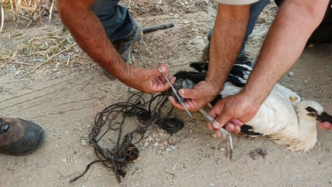 Ayağına ip dolanan hayvanın can çekiştiğini gören vatandaşlar hemen müdahale etti. Yoksa kangren olacaktı - Resim: 1