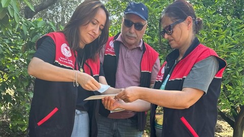 Edremit’te Akdeniz meyve sineğine karşı tuzaklı takip