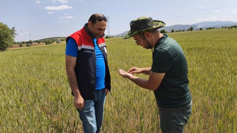 Beyşehir'de buğday ve arpa tarlaları tarım ekipleri tarafından takip ediliyor