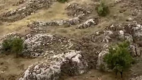 Elazığ'da dağda sürü halde görüldüler. Onlara dokunan 250.000'i bile değil 3 ay ile 6 ay özgürlüğü gözden çıkarsın