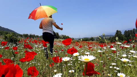 Bolu’da gelincik ve papatyalar 10 dönümlük tarlayı kırmızıya boyadı