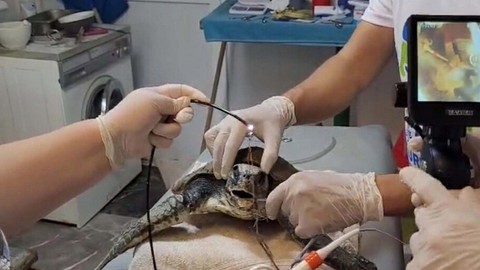Muğla’da yaralı caretta caretta bulundu. Yetkililer tarafından hemen tedaviye alındı