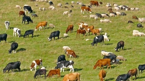 Sivas'ta çoban 50'den fazla ineği otlatmaya götürmüştü. Bir anda korkunç bir ses duyuldu 3 ineğe bakınca korkunç manzarayı gördü