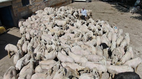 Sivas'ta koyunların üzerinde tam 1 yıldan bu yana tutuluyordu. 1 yıldan sonra getirildiği yerde 1,5 dakikada işlemden geçirilip bitirildi