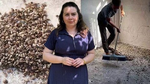 Giresun'da haftada 250.000 ile çoğalabilen büyük istilacı hayvana karşı yeni önlem başlatıldı. Yüzde 97 oranında başarı sağlandı