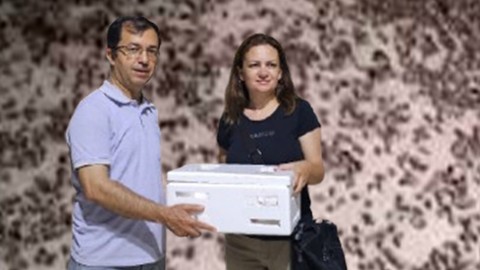 Çanakkale'de de 1 hafta içerisinde 400.000 ile çoğalabiliyor... 400.000 tane üyesiyle her yeri istila eden hayvana karşı  2 bin 16'si doğaya bırakıldı