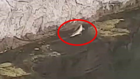 Elazığ'da su kanalında 1 tanesi aniden ortaya çıktı. Tüm balıklar kendisine kaçacak yer aradı tek 1 hamlede işini gördü
