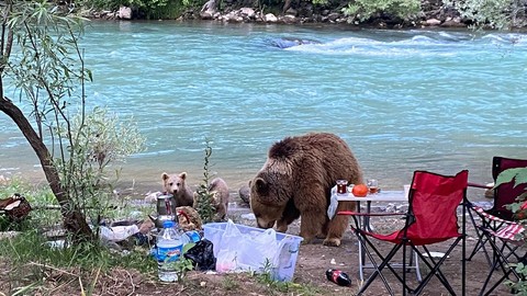 Tunceli Munzur Vadisi’nde ayı ve yavruları piknik sofrasına konuk oldu