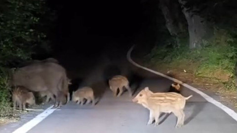 Elazığ’da yolda ilerleyen sürücü sürü halindeki domuzlarla karşılaştı