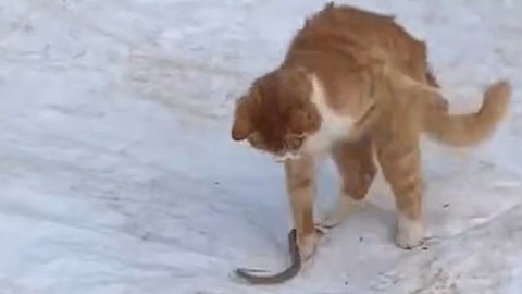 Elazığ’da kedi ile nefes kesen mücadeleye giren hayvanın görüntüleri kaydedildi