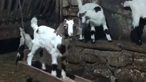 Bolu'da yemekliği salıncak yapan oğlak sosyal medyayı güldürdü