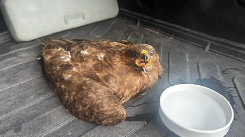 Ardahan’da yaralı yavru kartal tedavi altına alındı