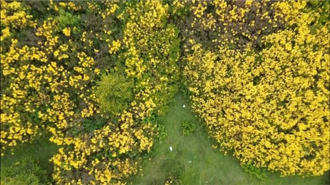 Giresun yaylalarında orman gülleri açtı, ziyaretçiler doğaya hayran kaldı