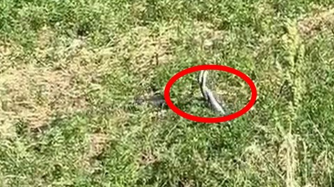 Bingöl- Diyarbakır karayolu üzerinde her biri 2 metreden fazlaydı! Çiftleşme dansı sırasında görüntülendiler