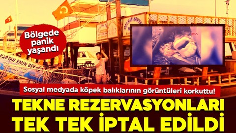 Sosyal medyada köpek balıklarının görüntüleri korkuttu! Tekne rezervasyonları tek tek iptal edildi! Bölgede panik yaşandı