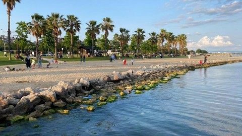 Kocaeli SEKA 2. Etap'ta bir anda kayalıkların arasında dev haliyle görüldü. Vatandaşlar bakınca hemen geri attı kendini