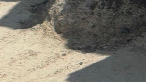 Ağrı Dağı’nın eteğinde sadece 1 tanesi görüldü. Kafkaslar’ın çok nadir ortaya çıkan çocuğu 1 kez Ağrı’da görülüp sonra yine yok oldu