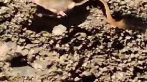Elazığ'da gece toprakta bir anda onu gördü. 2 kez bakınca tanıyabildi. Normalde Arabistan'da yaşıyordu, 1 damla bile su içmez