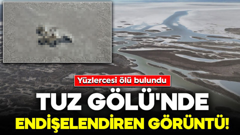 Tuz Gölü'nde endişelendiren görüntü! Yüzlerce flamingo ölü olarak bulundu
