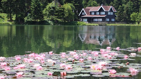 Bolu Gölcük Tabiat Parkı’nda nilüferler açtı. Onları koparmanın cezası 557 Bin TL