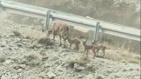 Artvin'de doğada zaten normalde çok az görülen 1 hayvandı. Ona doğru bakanlar gördükleri diğer detayla duygulandı