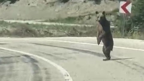 Bolu'da kara yoluna çıkan ayı kamerada: Panikle ormana kaçtı