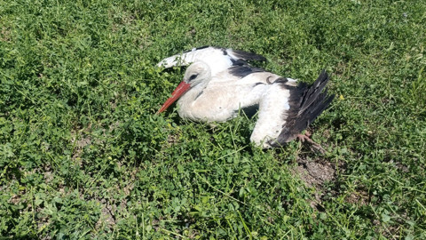 Konya’da tarlada yaralı leylek fark edildi. Bulunduğunda ayakları kırık, kanadı yaralıydı