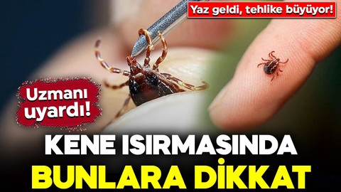 Yaz geldi, tehlike büyüyor! Kene ısırmasında bunlara dikkat: Özellikle bunu sakın yapmayın