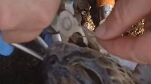 Antalya'da plajda can çekişen hayvanın nefes alamadığı fark edildi. Yuttuğu şeyi görenlerin içi sızladı