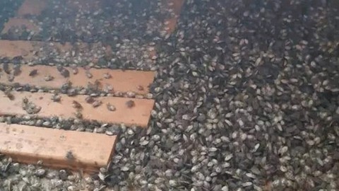 Kırklareli'nde 2000 tanesi doğaya salındı. Haftada 300.000 ile çoğalıp her yere dağılan istilacı hayvana kafa tutacaklar
