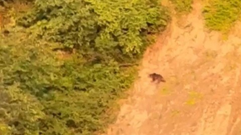 Sinop Türkeli’de ormanlık alanda gündüz ayı görüntülendi. Vatandaşlara dikkatli olunması konusunda uyarı yapıldı