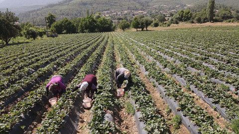Muğla'da çilek üreticilerinin yüzü hasattan yana gülüyor. Tarlalarda kilosu 80 TL'den satılıyor