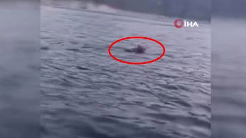 Karadeniz'de 1 tanesi yüzerken görüntülendi. 1 tanesini yüzerken gören vatandaşlar inanamayıp 1 kez daha baktı