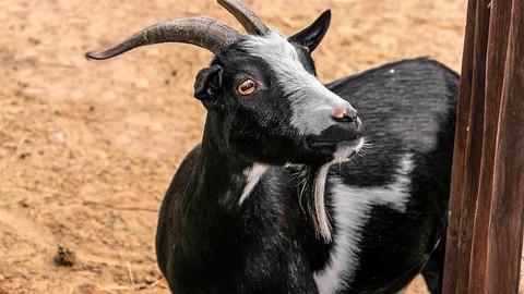 Çiftlikte hamile olan siyah keçisini kontrol etmeye giden vatandaş samanların içinde onu görünce 4,3,2,1 adım diyerek geriye gitti! Resmen 2'si ayrı yöndeydi