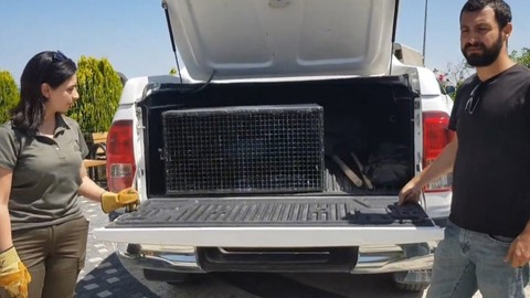 Van'da doğadan fırladı eve girdi vatandaş önce 1 tanesini gördü ardından 2'ncisini görünce olduğu yerde kaldı kıpırdayamadı