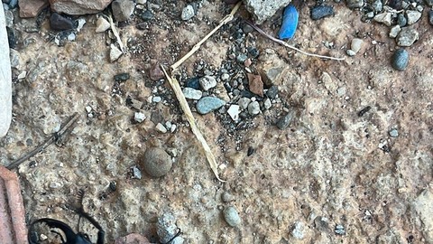Diyarbakır'da yakında doğadan kökü kazınıp silinecek. 1 tanesini bile görmesi imkansız olacak hayvandan 1 tane görüldü