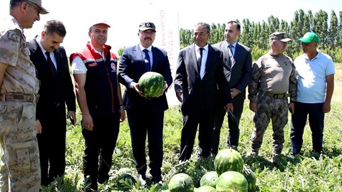 Doğu’nun Çukurova’sı Iğdır’da sezonun ilk karpuzları toplandı