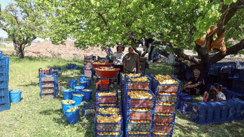 Iğdır’da başlayan kayısı hasadında 40 bin tonun üzerinde rekolte bekleniyor. Üreticiler, kayısıları ihraç etmeyi hedefliyor