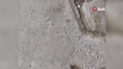Elazığ'da köyde yaşayan çiftçinin karşısına bir anda ahır girişinde çıktı. 2 tane kafası vardı hayatında böyle bir şey görmemişti resmen kötüye alamet