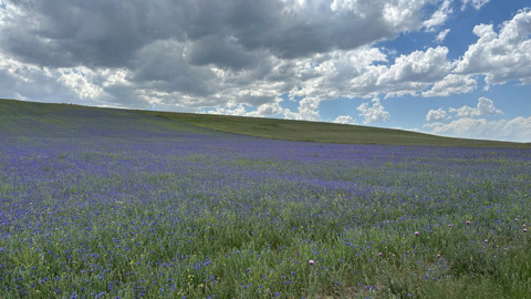 Ağrı Diyadin’de yüksek kesimlerde açan peygamber çiçekleri görenleri hayran bıraktı