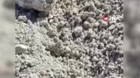 Diyarbakır'da tarlada 1 tanesi görüldü. Bir süre sonra aynı yere bakan vatandaşlar toprağı delip içeri girdiğini gördü