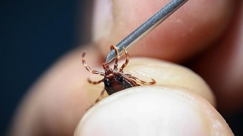 Kene kabusu can almaya devam ediyor! Yüksek ateş şikayetiyle geldi, kurtarılamadı