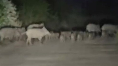 Elazığ'da 1-2  tanesi değil 10-20 tanesi bir anda sürü halinde yola inince sürücü panik yaptı. Türkiye bu işin şakası artık yok