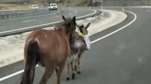 Iğdır-Doğubayazıt yolunda at ve eşek trafiği tehlikeye attı