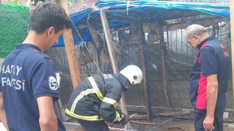 Hatay'da vatandaşlar balıkçı ağından gelen acı acı çırpınma seslerine koştu. Onu ağ ile boğuşurken buldular