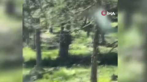 Karabük'te çalışma yapan orman işçilerinin karşısına 2 tane çıktı. Onları ilk defa yakından gören işçiler hayran kaldı