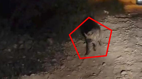 Şanlıurfa'da normalde Doğu Afrika'da yaşayan yırtıcı hayvandan 1 tanesi ortaya çıktı. 1 tane hayvanın hareketi herkesi buz kestirdi