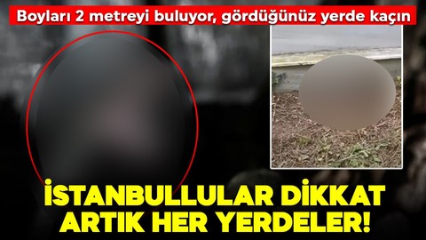 Yaz geldi artık her yerdeler! İstanbullular gördüğünüz yerde kaçın, sakın öldürmeyin! Boyu 2,5 metreyi buluyor