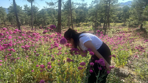 Isparta'da ormanlık alanda “kanlı basıra otu” mor rengiyle ilgi görüyor